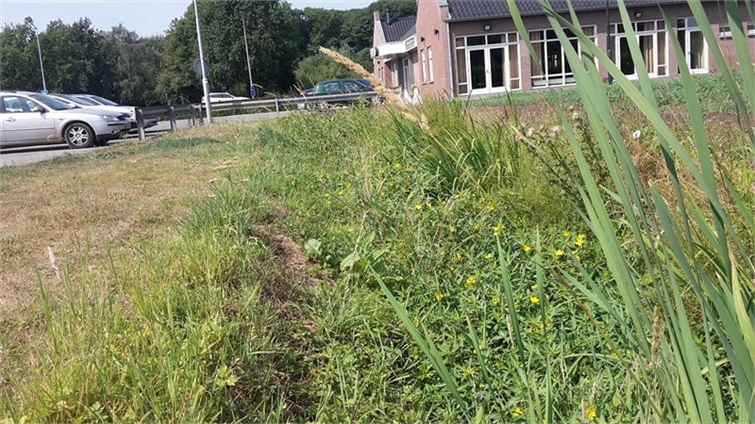 exoten-waterteunisbloem-limbrichterbeek