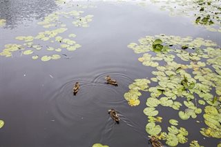 Water met eenden