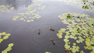 Water met eenden
