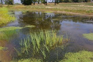 Kwelnatuur