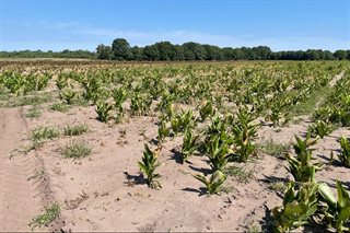 Beeld van droge grond