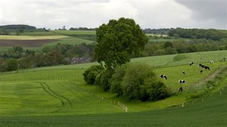 Grasbaan