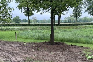 Bomen langs de Kasteellaan