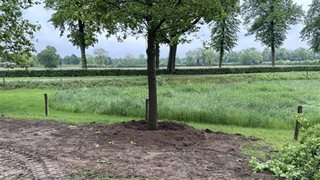 Bomen langs de Kasteellaan
