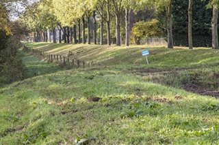 Omgeving met bomen en gras