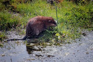 Muskusrat