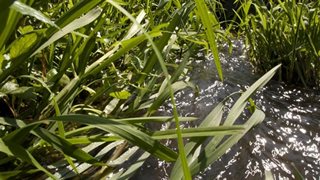 Beekje met planten