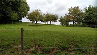 Weiland met bomen