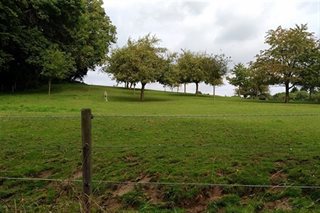 Weiland met bomen