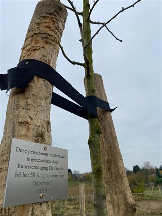 Geschonken perenboom