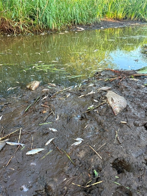 Dode vis vanwege droogte