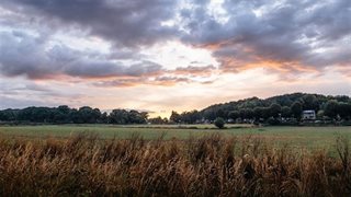Landschap van gewassen en gras