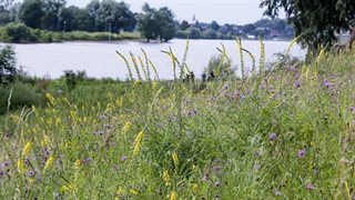 Bloemen aan de oever van water