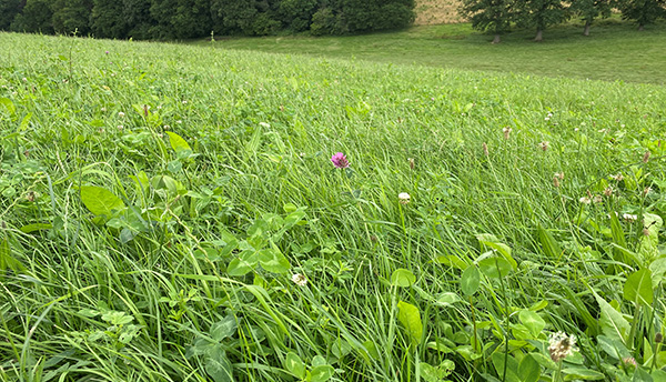 kruidenrijkgrasland