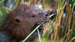 Bever knaagt aan een sprietje