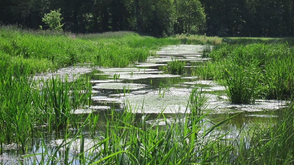 Vlootbeek-Ulenbos---19785-34846---2015-05-14e---na-herinrichting