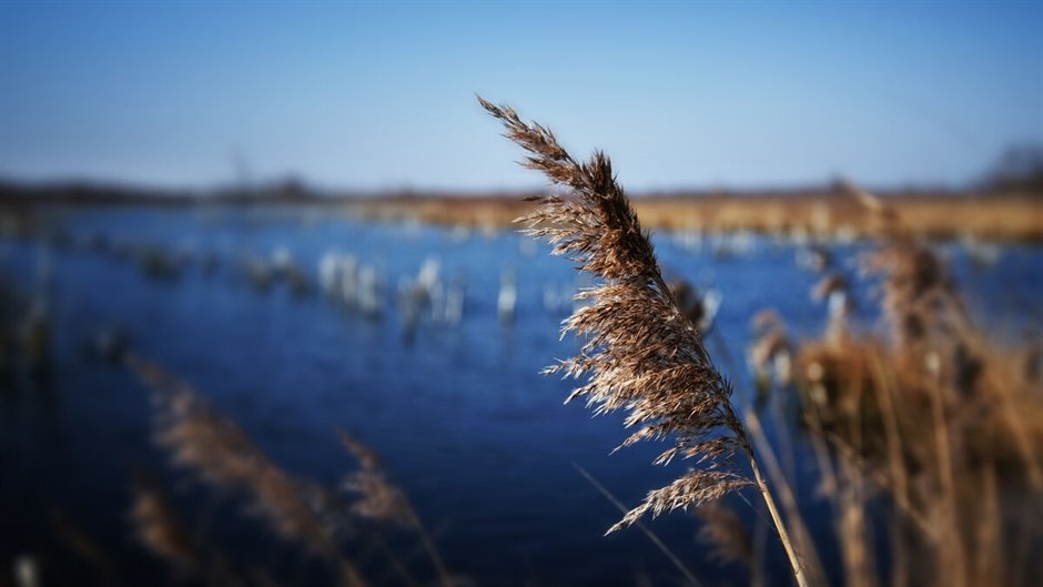 Riet-Mariapeel-1732 (1)