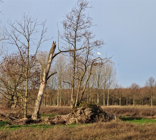 Grote zilverreiger naast Baarstraatlossing